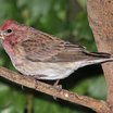 Cassin's Finch